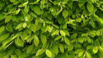 close-up of green leaves rustling. leaves background video