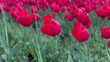 close-up of red tulips in a field video