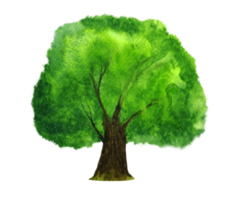 Aquarell Gemälde Baum png. png