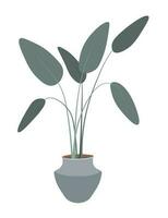 Flower in pot, houseplant with leaves decoration vector