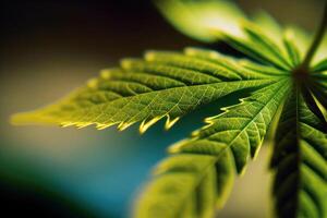 Marijuana leaves. aesthetic photo