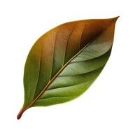 Green tea leaf. photo