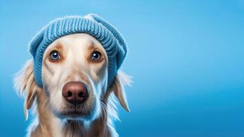 A dog wearing hat. photo