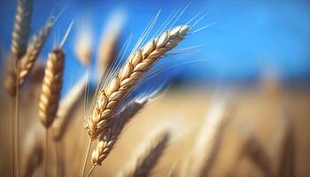 Ears of wheat. photo