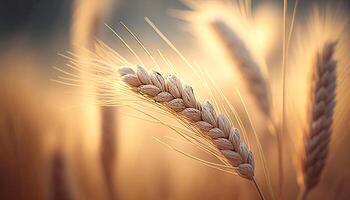 Ears of wheat. photo