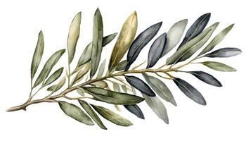 Branch of olive. photo