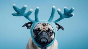 Christmas dog. aesthetic photo