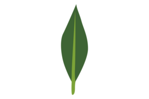 Simple Botany Green Leaf With Transparent Background png