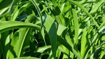 verde maíz creciente en el campo, de cerca. agrícola antecedentes video