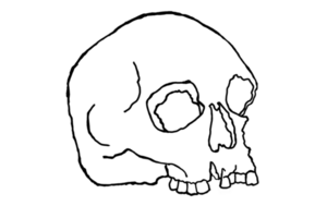 Human Skull Line Art With Transparent Background png