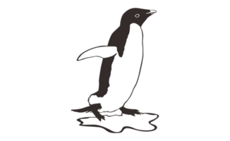 Penguin Line Art on a transparent background png