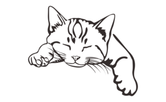 gato - gatinha linha arte em transparente fundo png