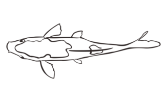 Koi Fisch mit transparent Hintergrund png