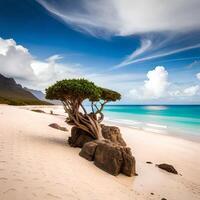Exotic trees on the beach of Socotra Island, Pro Photo