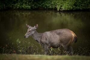 lleno cuerpo de sambar ciervo en pie junto a Fresco agua piscina a khaoyai nacional parque Tailandia foto