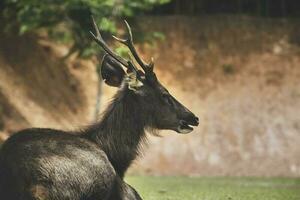 portrait of sambar deer at khaoyai national park thailand photo