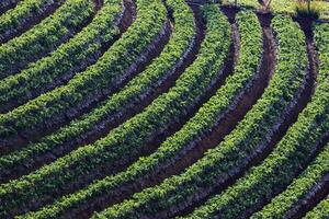 strawberry plantation in high mountain chiangmai northern of thailand photo