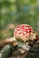 Closeup shot of Amanita muscaria, commonly known as the fly agaric or fly amanita in the forest photo