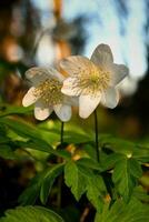 Closeup shot of beautiful delicate white spring flowers in the forest photo