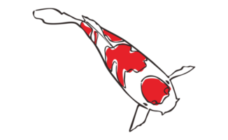 Koi Fish With transparent background png