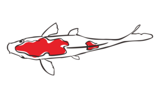 koi fisk med transparent bakgrund png