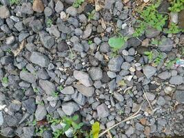 Gravel soil surface and some small plants photo