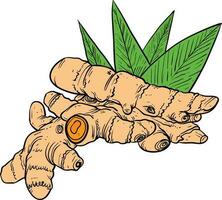 Ginger root with leaves. Hand drawn sketch. Vector illustration.