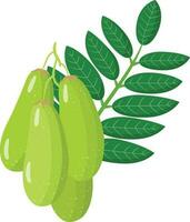 Cerebra oleifera branch with fruits and leaves. Vector illustration