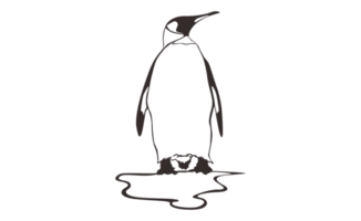 Penguin Line Art on a transparent background png