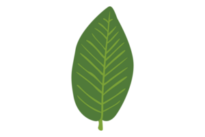 simples botânica verde folha com transparente fundo png