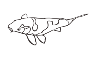 Koi Fisch mit transparent Hintergrund png