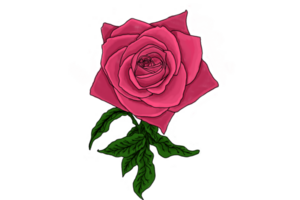 Illustration of a Pink Rose Flower on a Transparent Background png