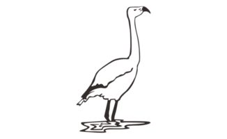 Flamingo Bird Line Art On Transparent Background png