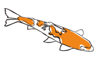 Koi Fisch mit transparent Hintergrund png