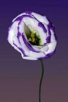 A Catchfly Prairie Gentian . Close up of a single bloom photo