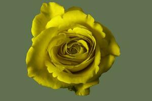 A yellow Rose . Close up frontal view photo