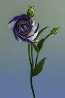 A Catchfly Prairie Gentian . Single forward facing bloom photo