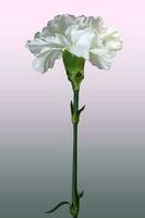 A white Carnation . Vertical composition with long stem photo