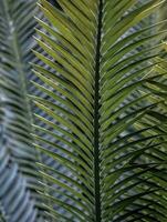 Sago Palm leaves . A composition of parallel vertical and diagonal lines photo
