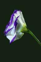 Catchfly Prairie Gentian . Side view of single upright bloom photo