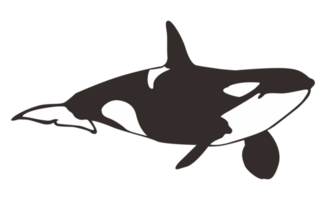Orca Wal auf transparent Hintergrund png