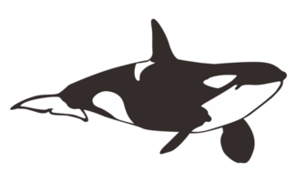 orca ballena en transparente antecedentes png