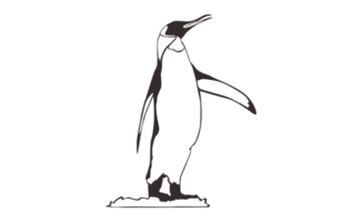 Penguin Line Art on a transparent background png