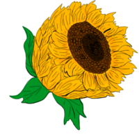 Sunflower Illustration With Transparent Background png