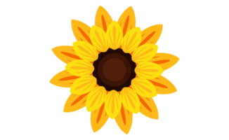 Sunflowers On Transparent Background png