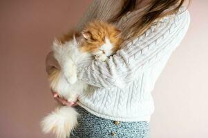 mujer abrazando Doméstico mullido gato. el gato duerme en el manos de un hombre foto