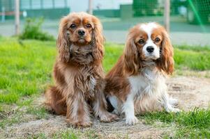 Two purebred cavalier king charles spaniel dogs off leash outdoors in nature photo