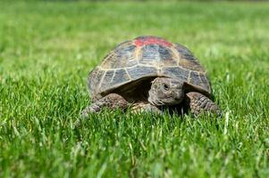 retrato de un Doméstico tortuga caminando en el césped en el calle. rojo marca en el armadura foto