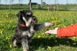 Miniature schnauzer gives a paw to the owner, sits on the grass photo