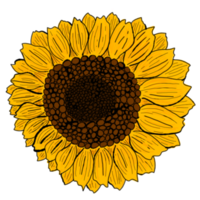Sunflower Illustration With Transparent Background png